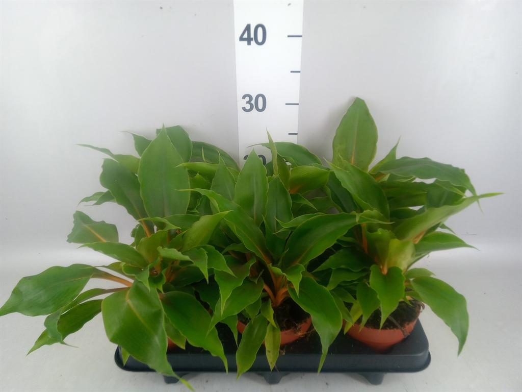 Горшечные цветы и растения оптом Chlorophytum Orchi. green Orange от 6шт из Голландии с доставкой по России