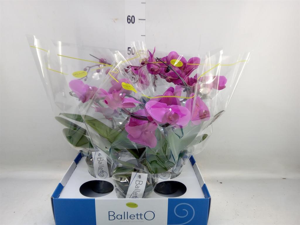 Горшечные цветы и растения оптом Phalaenopsis   ...lilac от 3шт из Голландии с доставкой по России