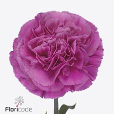 Срезанные цветы оптом Dianthus st haiku от 240шт из Голландии с доставкой по России