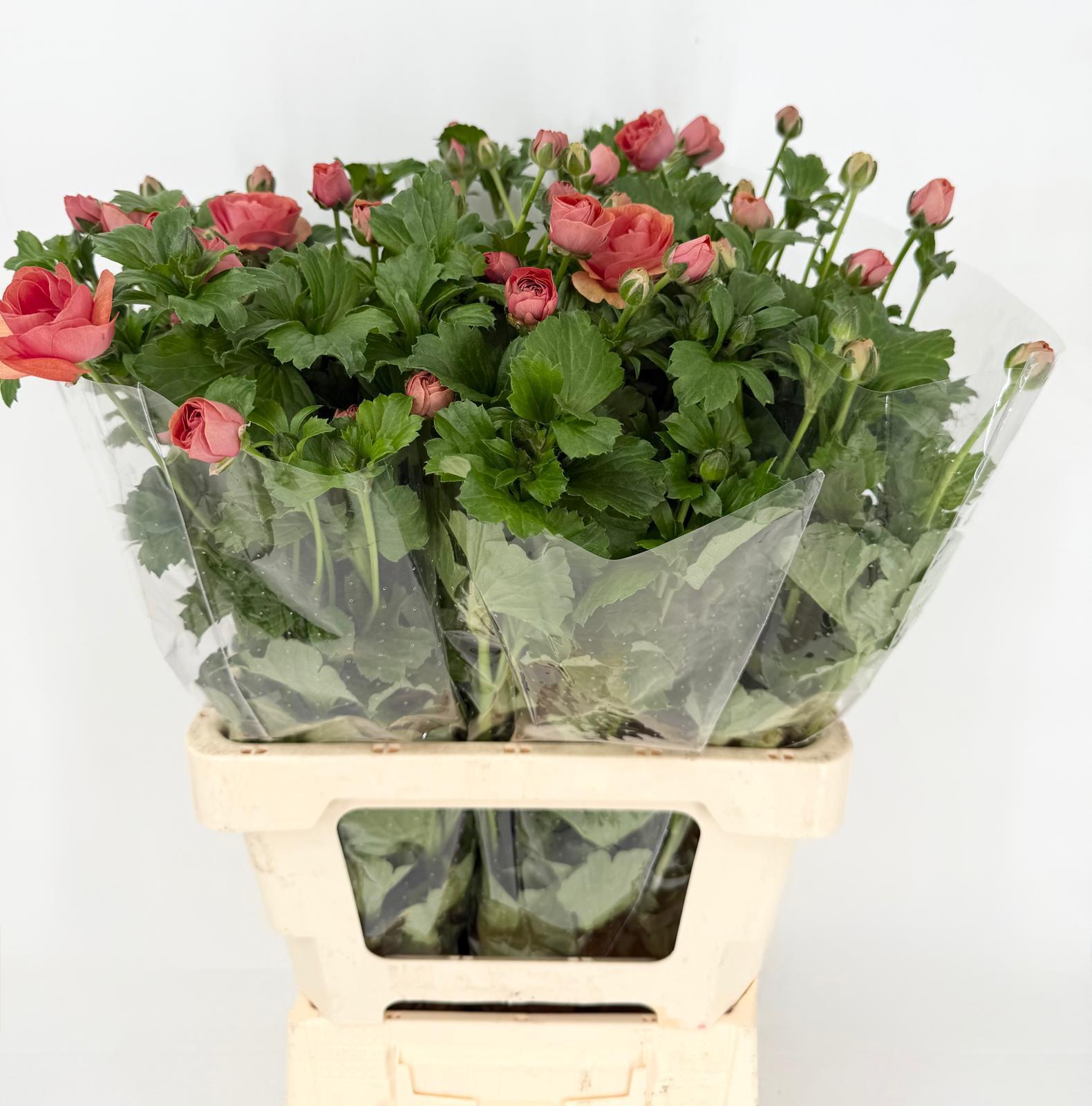 Срезанные цветы оптом Ranunculus magical salmousse от 40шт из Голландии с доставкой по России