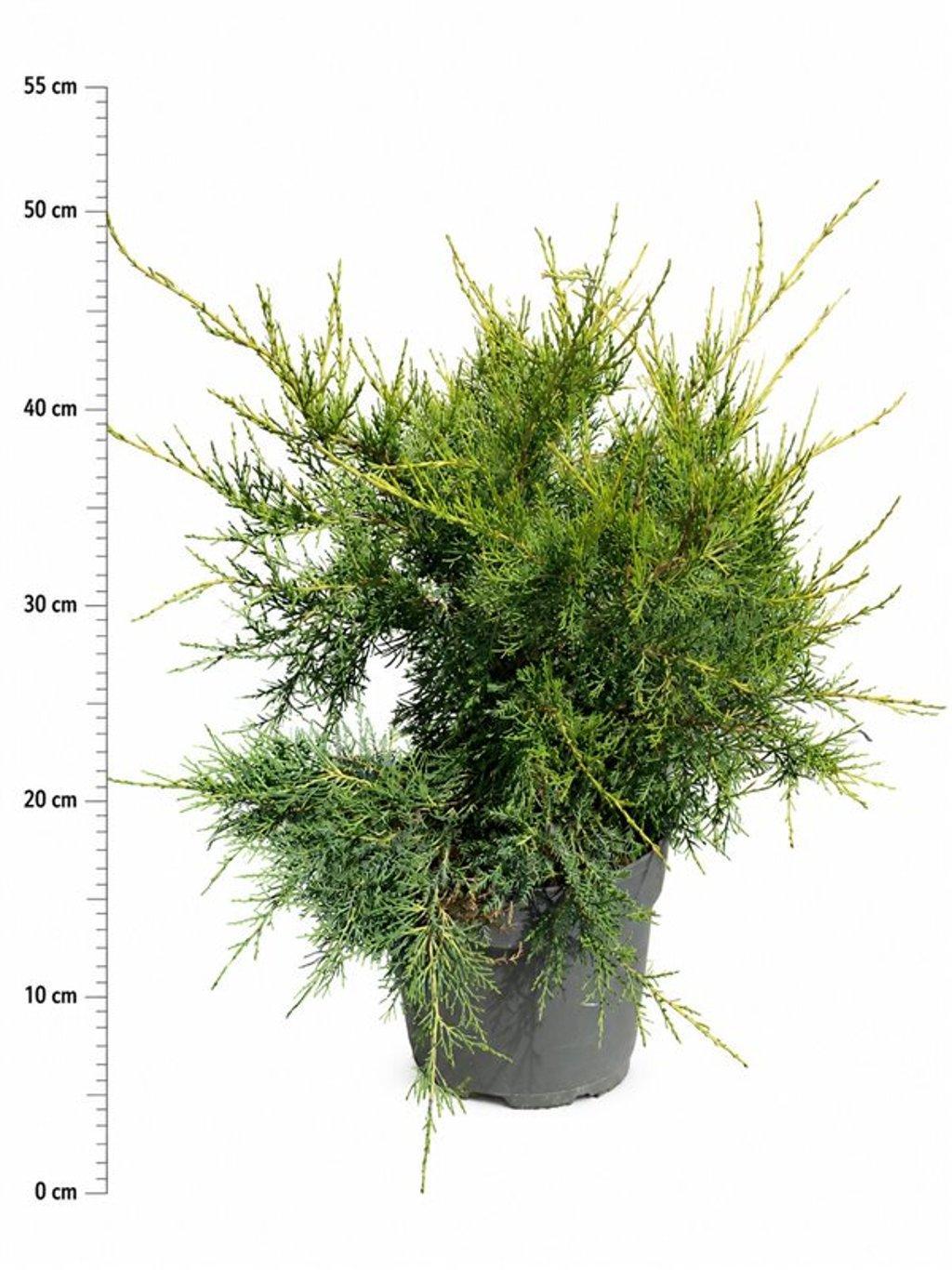 Горшечные цветы и растения оптом Juniperus Chin. kuriwao Gold от 1шт из Голландии с доставкой по России