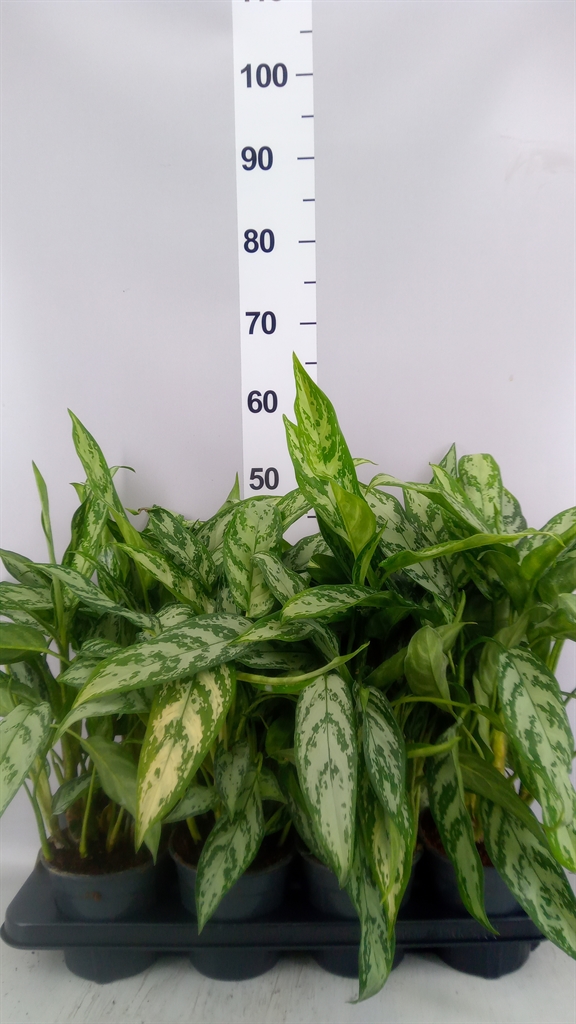 Горшечные цветы и растения оптом Aglaonema Kb silver Queen Compact от 8шт из Голландии с доставкой по России