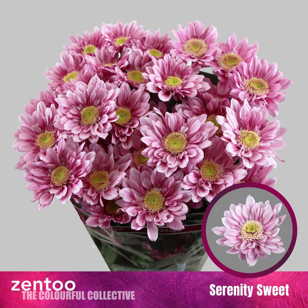 Срезанные цветы оптом Chrys sp serenity sweet от 80шт. из Голландии с доставкой по России