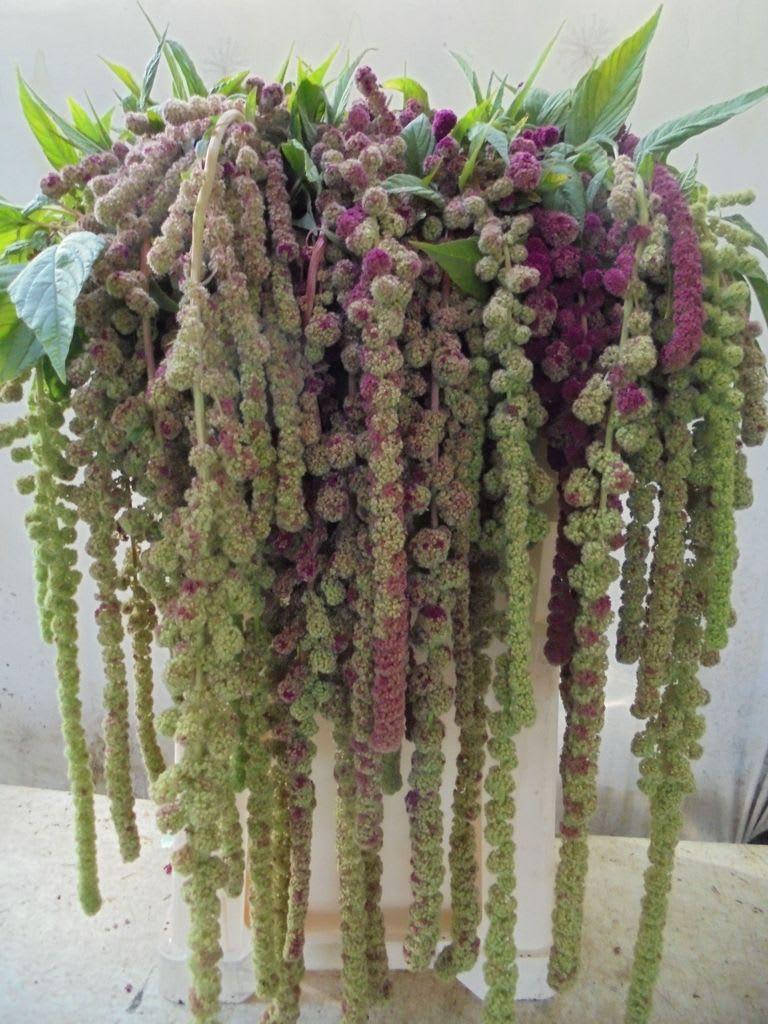 Срезанные цветы оптом Amaranthus caudatus mira от 50шт из Голландии с доставкой по России