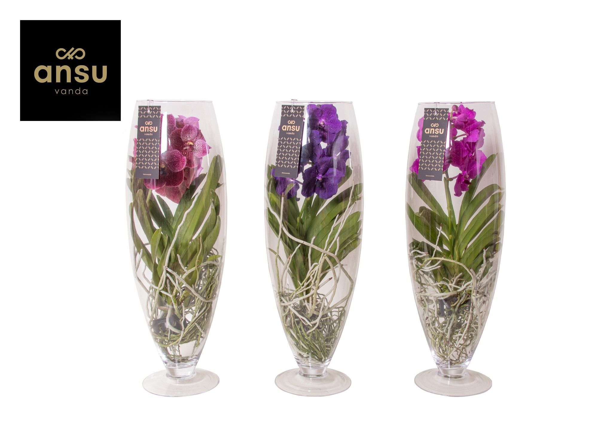 Горшечные цветы и растения оптом Vanda Champagne Mix от 1шт из Голландии с доставкой по России