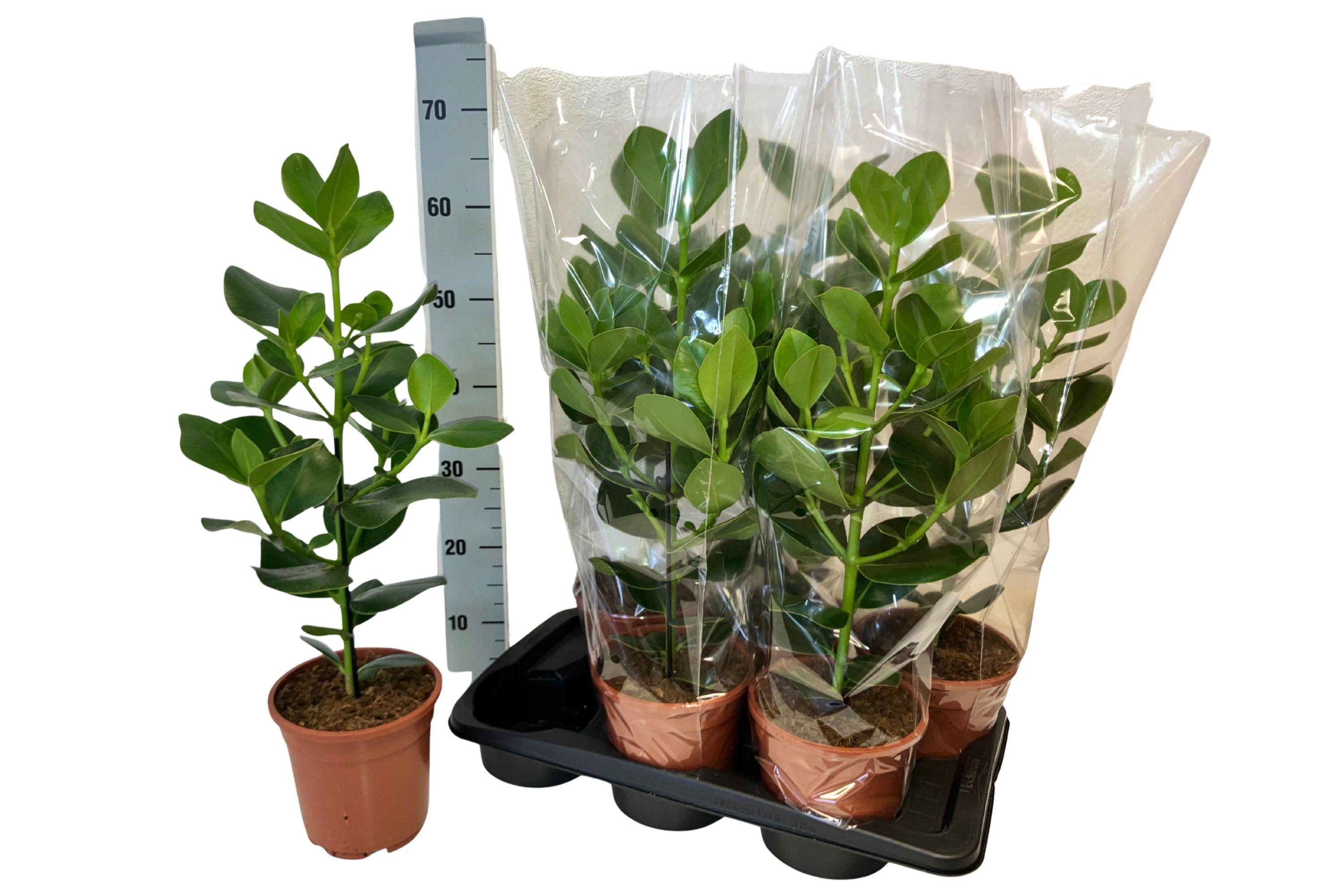 Горшечные цветы и растения оптом Clusia Ro Princess от 6шт из Голландии с доставкой по России