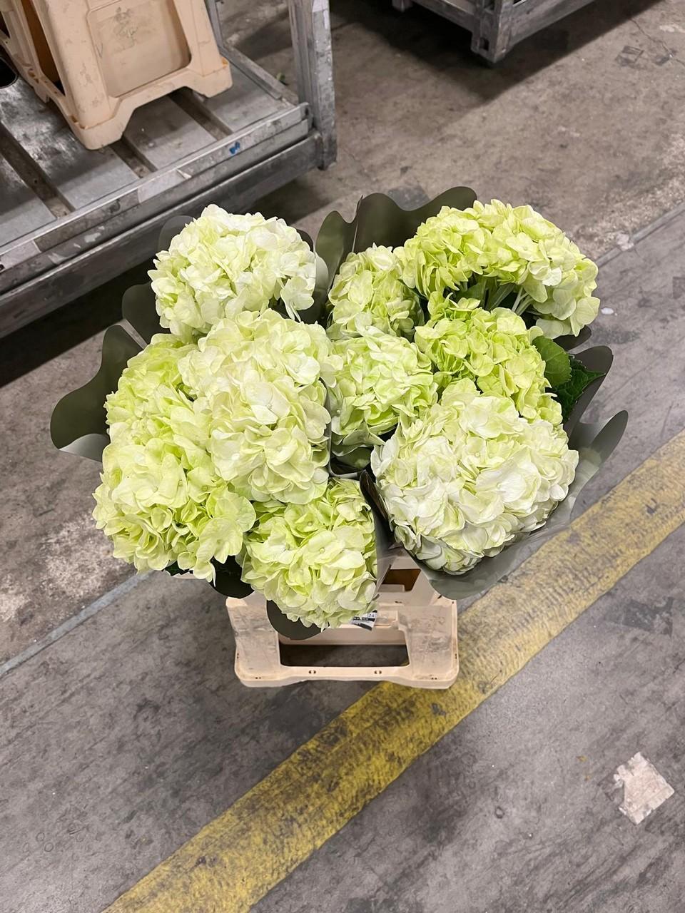 Срезанные цветы оптом Hydrangea lemon от 10шт из Голландии с доставкой по России