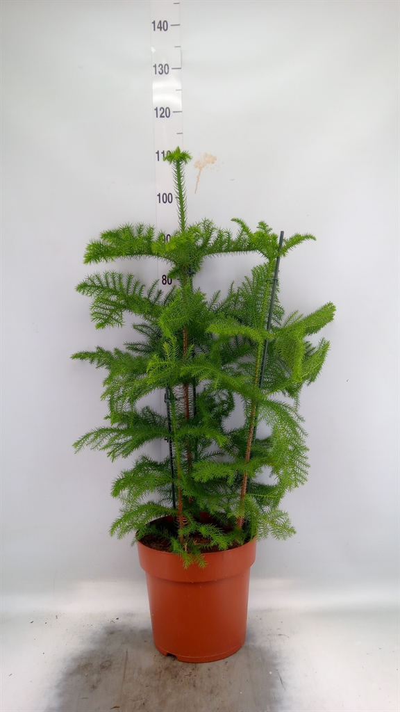 Горшечные цветы и растения оптом Araucaria Heterophylla от 1шт из Голландии с доставкой по России