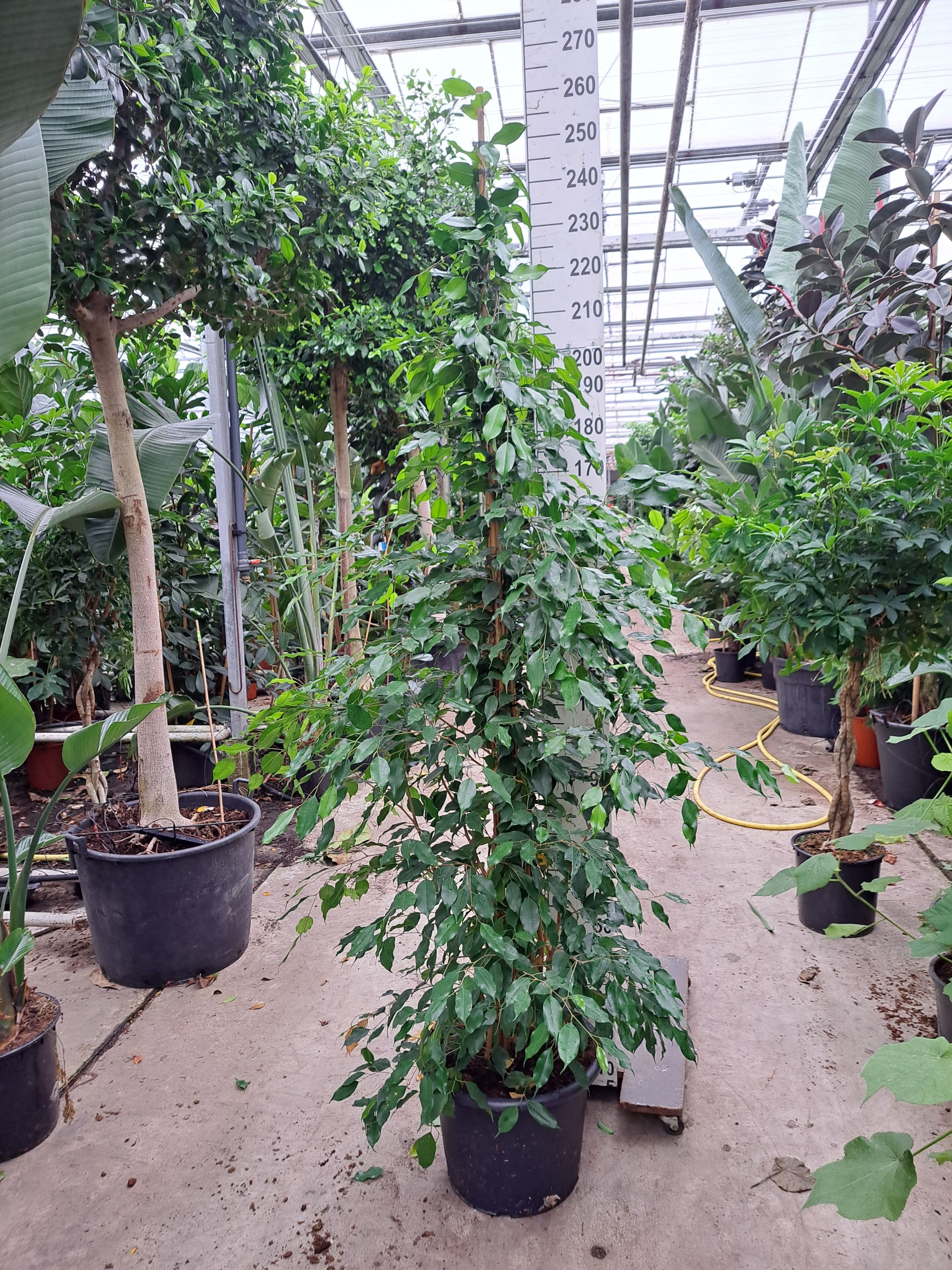 Горшечные цветы и растения оптом Ficus Be Exotica Piramide от 1шт из Голландии с доставкой по России