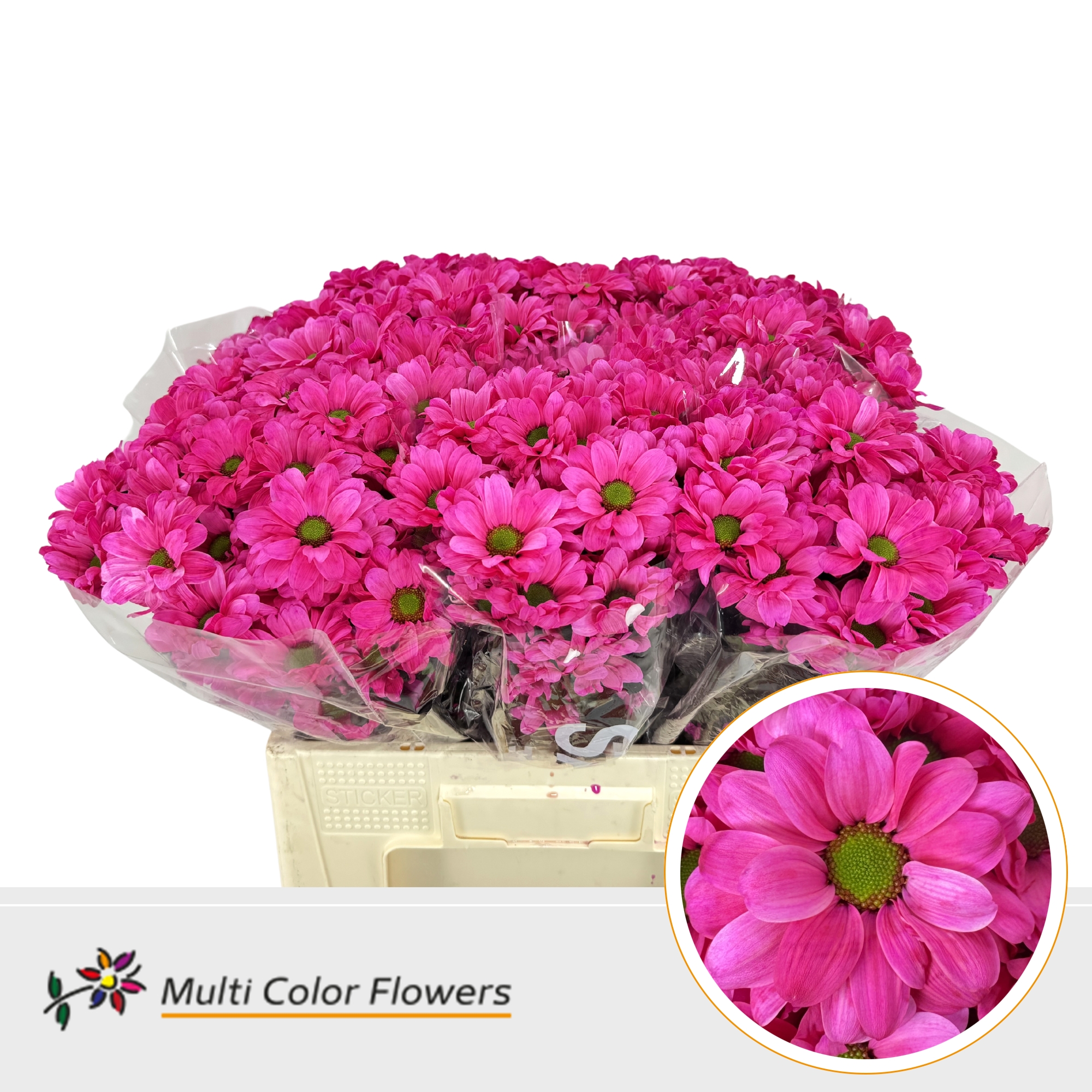 Срезанные цветы оптом Chrys sp paint kennedy hot pink от 40шт из Голландии с доставкой по России