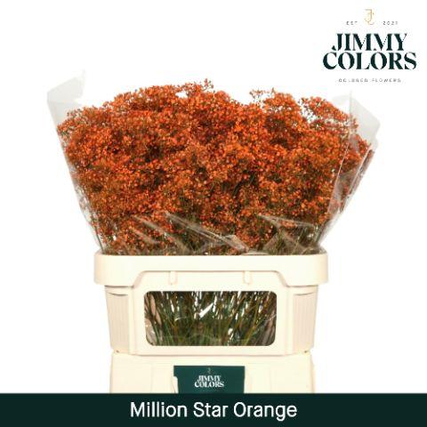 Срезанные цветы оптом Gyps fine paint orange от 50шт из Голландии с доставкой по России