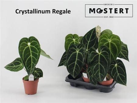 Горшечные цветы и растения оптом Anthu Crystallinum Regale от 6шт из Голландии с доставкой по России