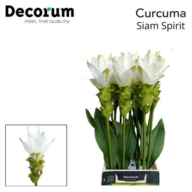 Срезанные цветы оптом Curcuma siam spirit от 12шт из Голландии с доставкой по России