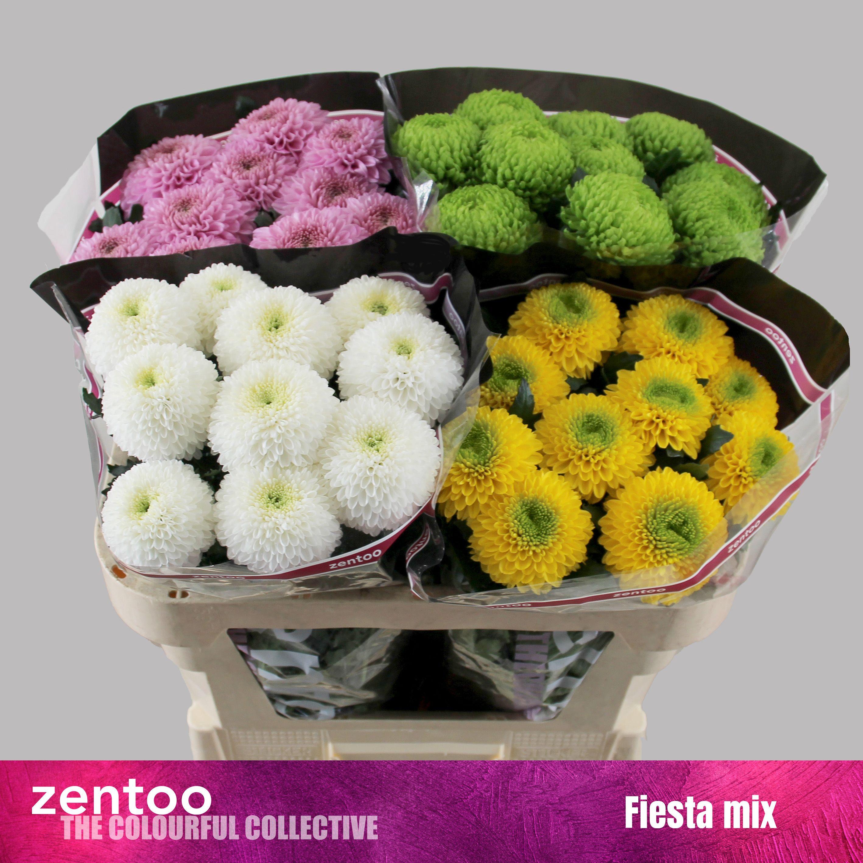 Срезанные цветы оптом Chrys sa mix fiesta от 40шт из Голландии с доставкой по России