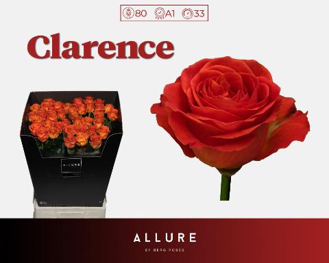 Срезанные цветы оптом Rosa large clarence Allure от 40шт из Голландии с доставкой по России