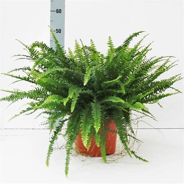 Горшечные цветы и растения оптом Nephrolepis Exal. green Lady от 1шт из Голландии с доставкой по России