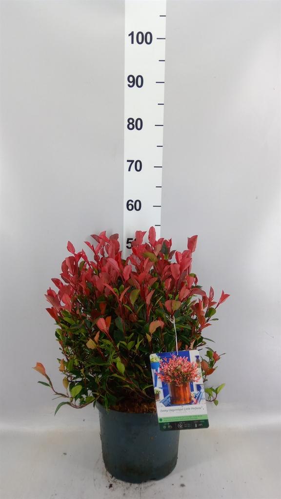 Горшечные цветы и растения оптом Photinia Fraseri little Red Robin от 1шт из Голландии с доставкой по России