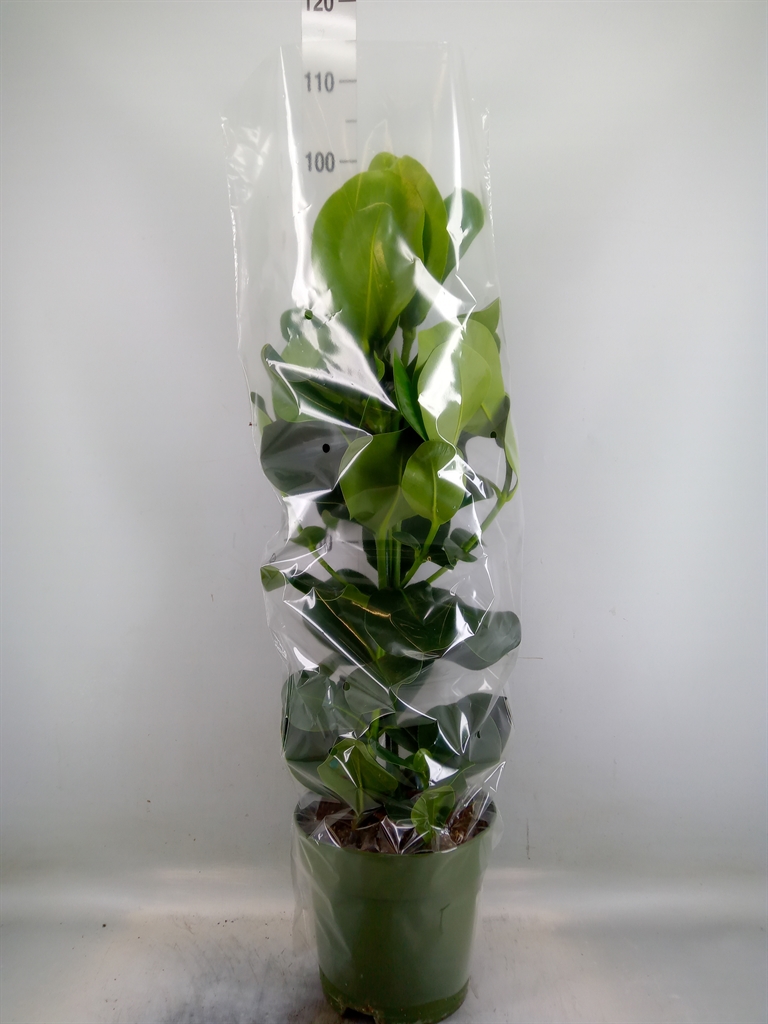 Горшечные цветы и растения оптом Clusia Rosea от 1шт из Голландии с доставкой по России