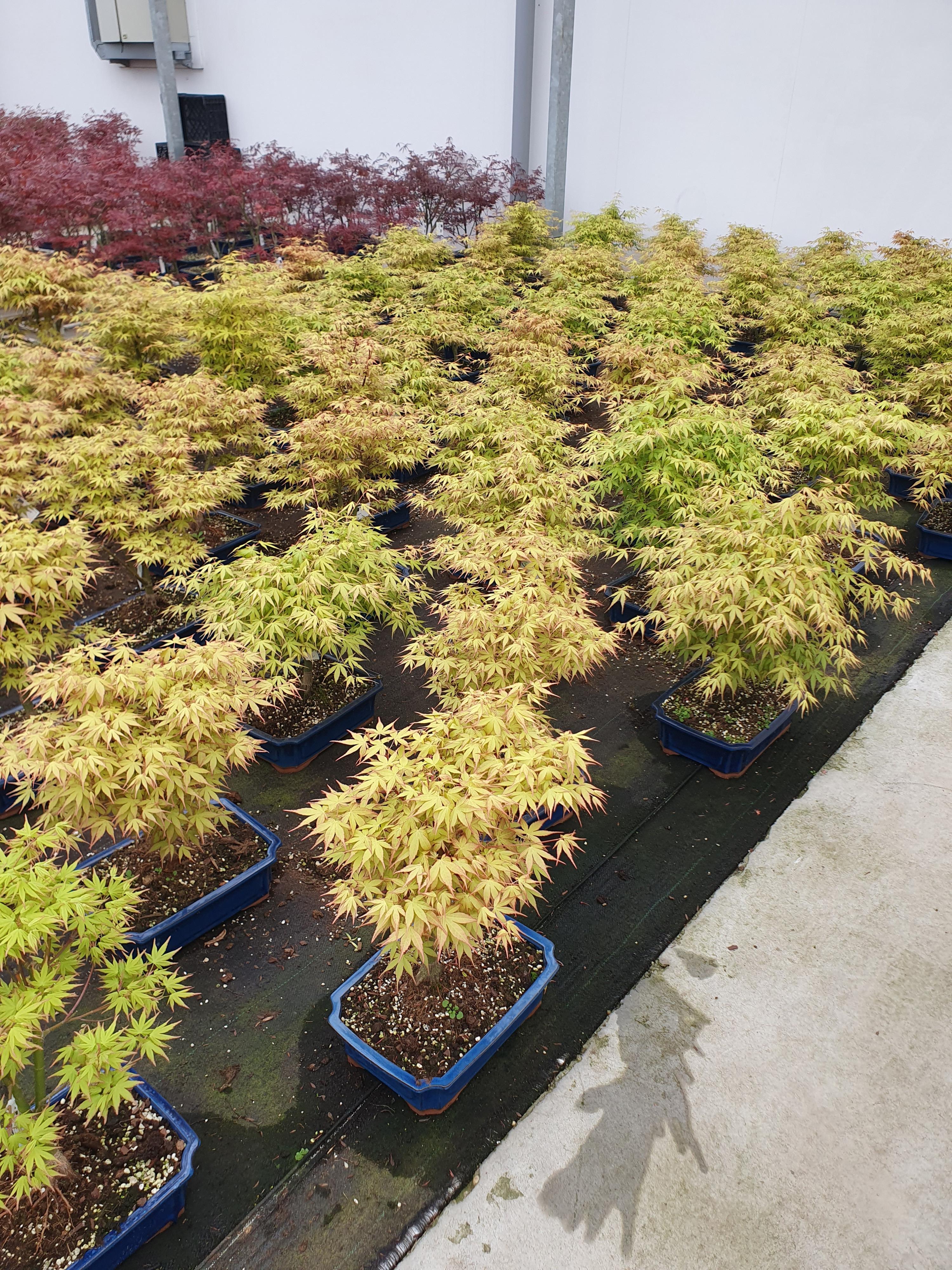 Горшечные цветы и растения оптом Acer Palmatum katsura. Pot 32cm. от 1шт из Голландии с доставкой по России