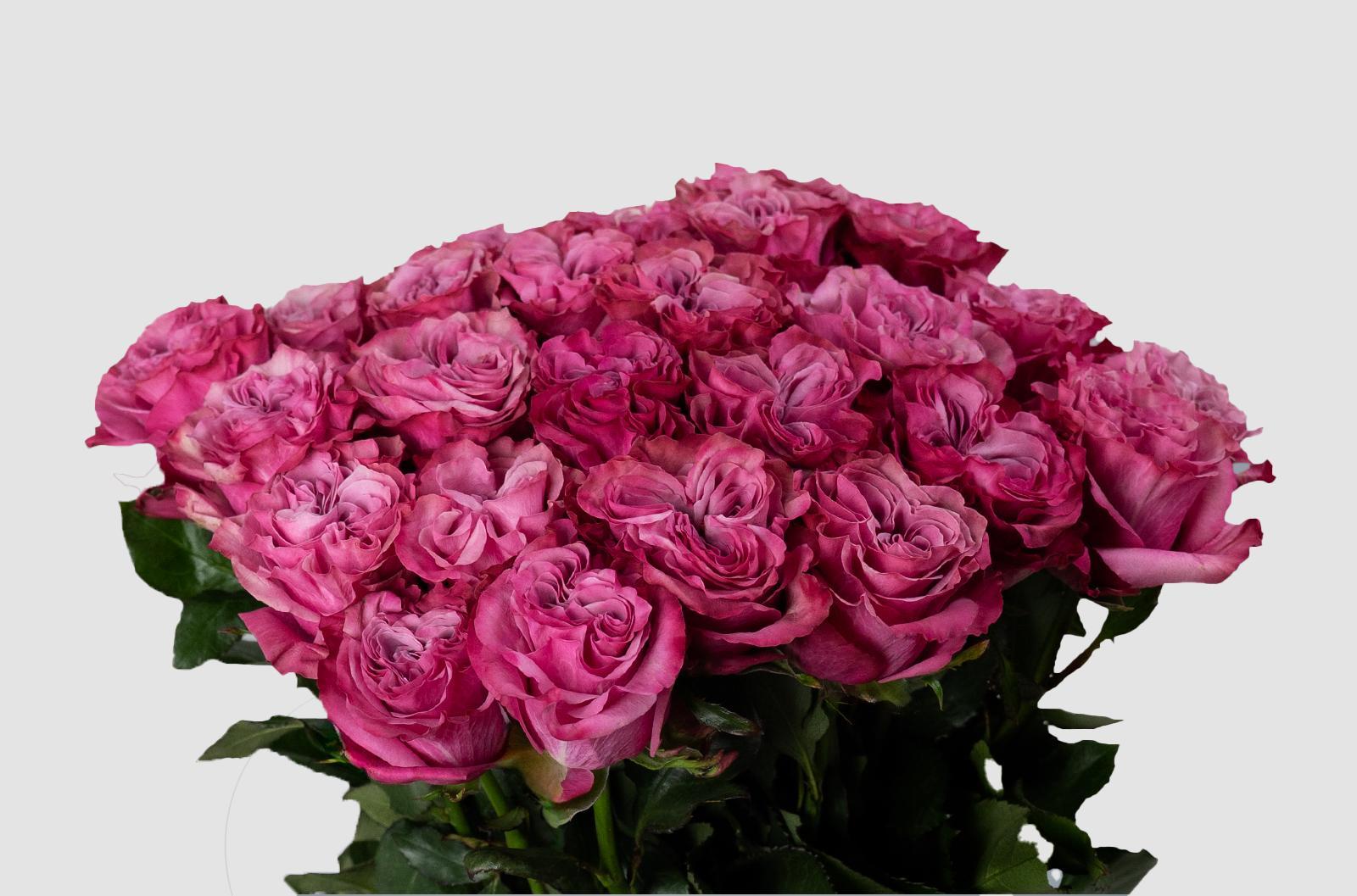 Срезанные цветы оптом Rosa ec country blue от 100шт.. из Голландии с доставкой по России