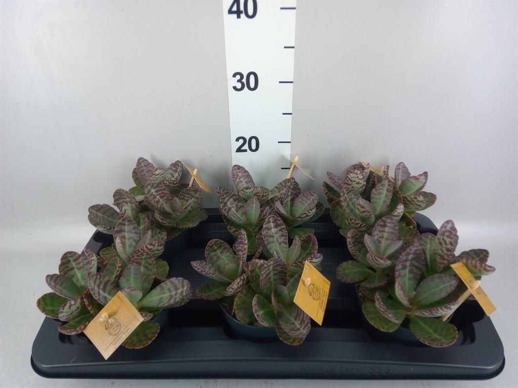 Горшечные цветы и растения оптом Kalanchoe Humilis surpris Desert от 6шт из Голландии с доставкой по России