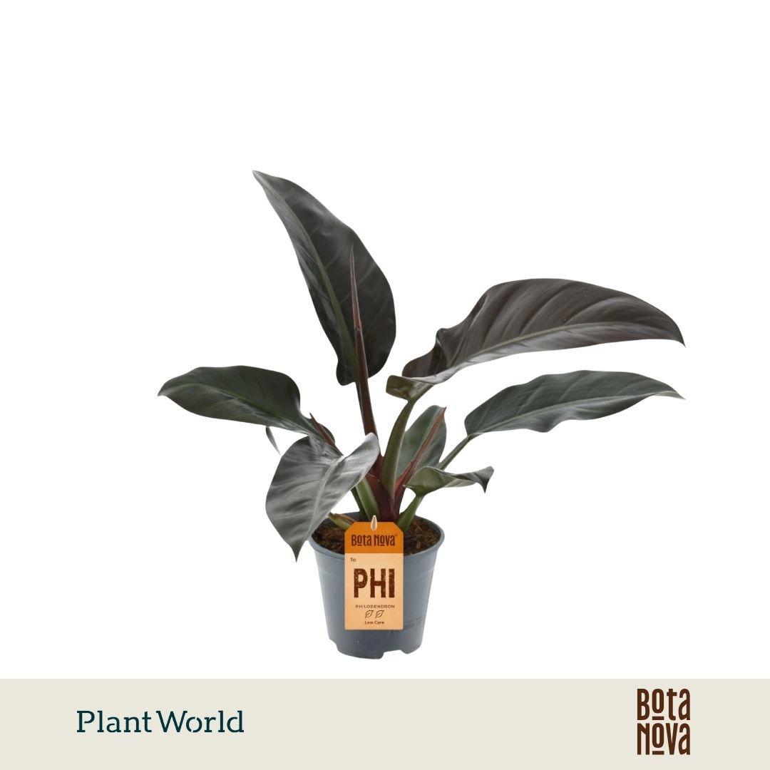 Горшечные цветы и растения оптом Philodendron Imperial Red от 7шт из Голландии с доставкой по России