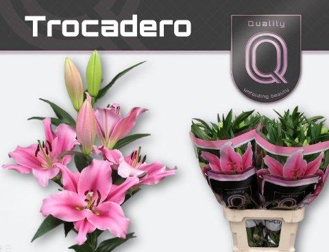 Срезанные цветы оптом Lilium or trocadero от 30шт из Голландии с доставкой по России