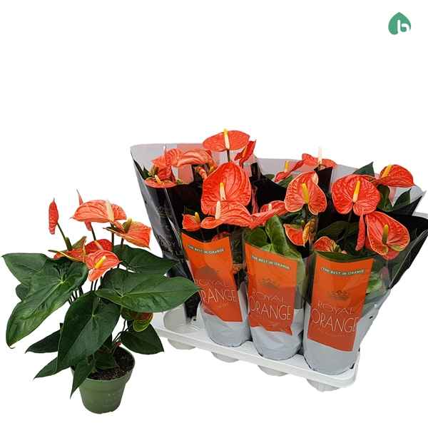 Горшечные цветы и растения оптом Anth An Madural Orange Royal 5+ от 8шт из Голландии с доставкой по России