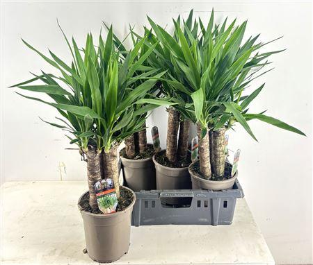 Горшечные цветы и растения оптом Yucca 3pp от 5шт из Голландии с доставкой по России