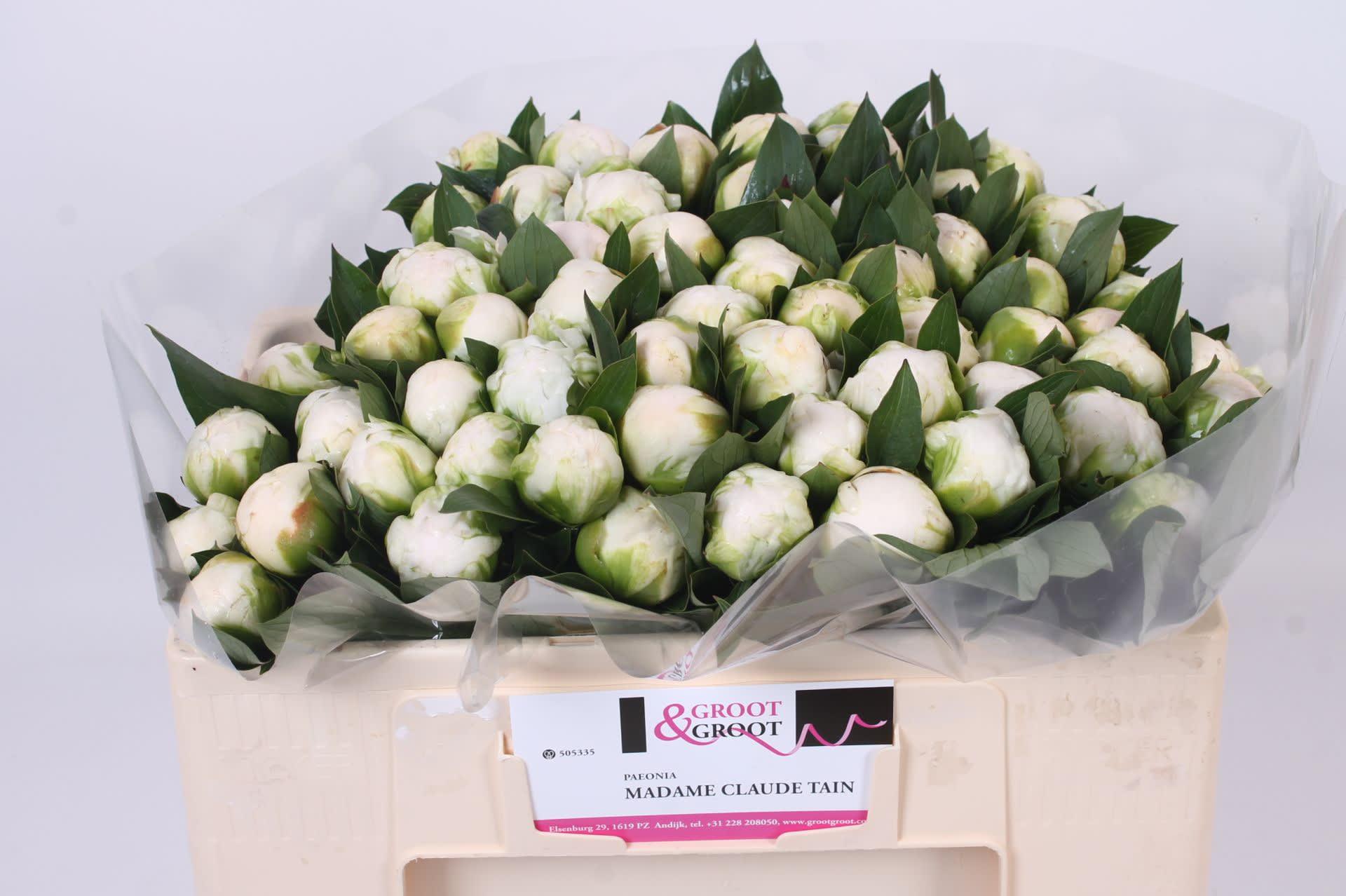 Срезанные цветы оптом Paeonia claude tain от 60шт из Голландии с доставкой по России