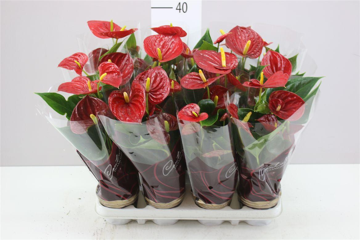 Горшечные цветы и растения оптом Anth An Diamond Red от 12шт (для телеги) из Голландии с доставкой по России