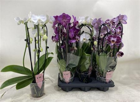 Горшечные цветы и растения оптом Phal Gem 3 Branche 18+ от 5шт из Голландии с доставкой по России