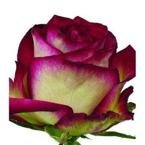 Срезанные цветы оптом Rosa ec absurda от 40шт из Голландии с доставкой по России