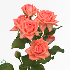 Срезанные цветы оптом Rosa spray barbados от 30шт из Голландии с доставкой по России