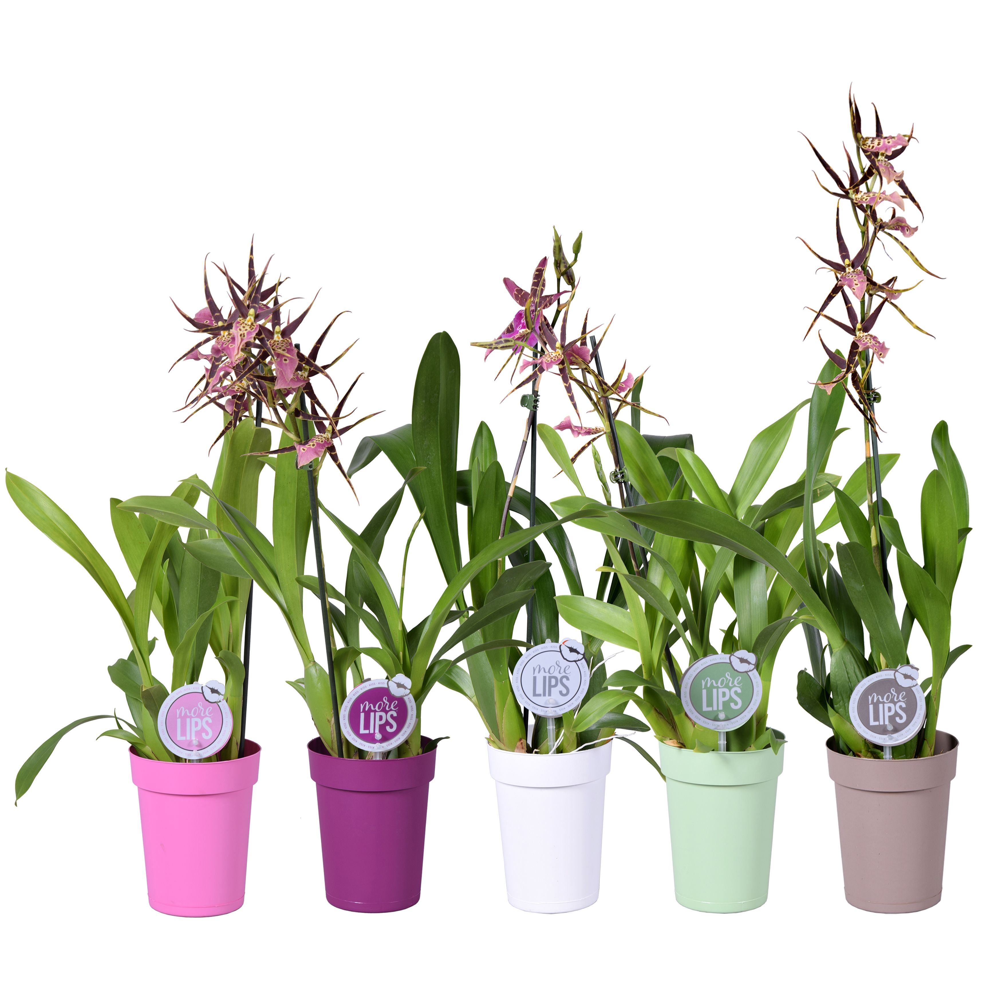 Горшечные цветы и растения оптом Orchid 3st Mix In Pot (morelips) от 6шт из Голландии с доставкой по России
