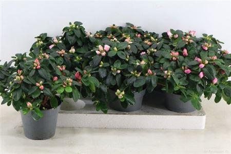 Горшечные цветы и растения оптом Rhodo Si Vogel Gem от 6шт из Голландии с доставкой по России