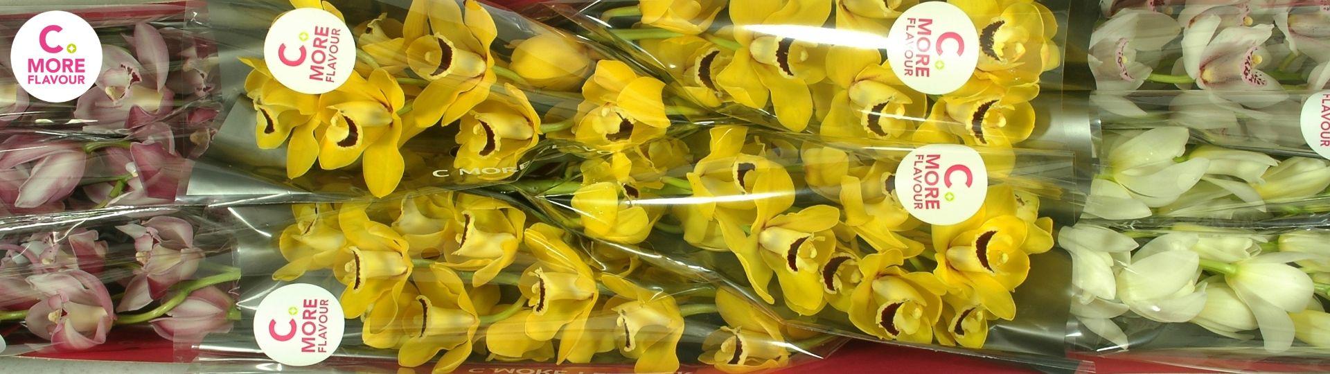 Срезанные цветы оптом Minicymbidium mix easter от 10шт из Голландии с доставкой по России