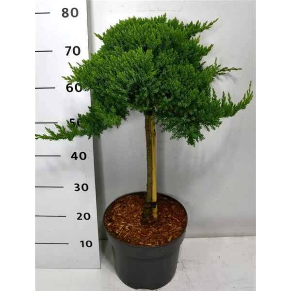 Горшечные цветы и растения оптом Juniperus Proc Nana On Stem от 1шт из Голландии с доставкой по России