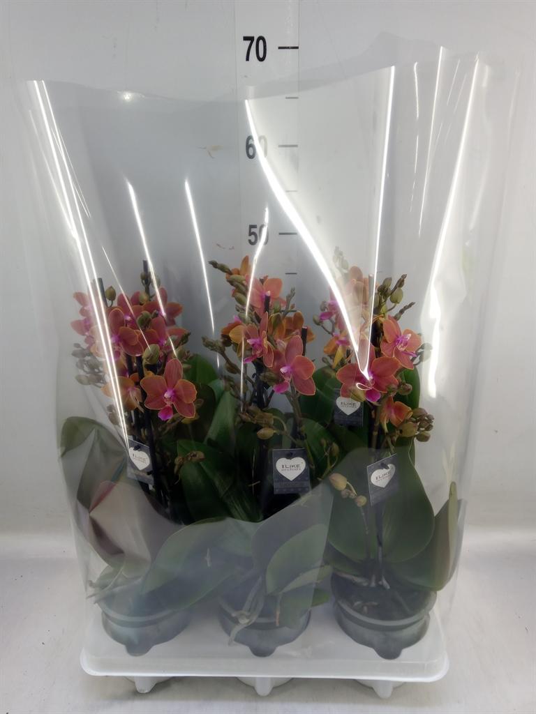 Горшечные цветы и растения оптом Phalaenopsis   ...orange от 6шт из Голландии с доставкой по России