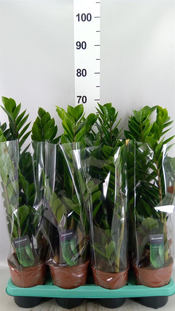 Горшечные цветы и растения оптом Zamioculcas Zamiifolia от 7шт из Голландии с доставкой по России