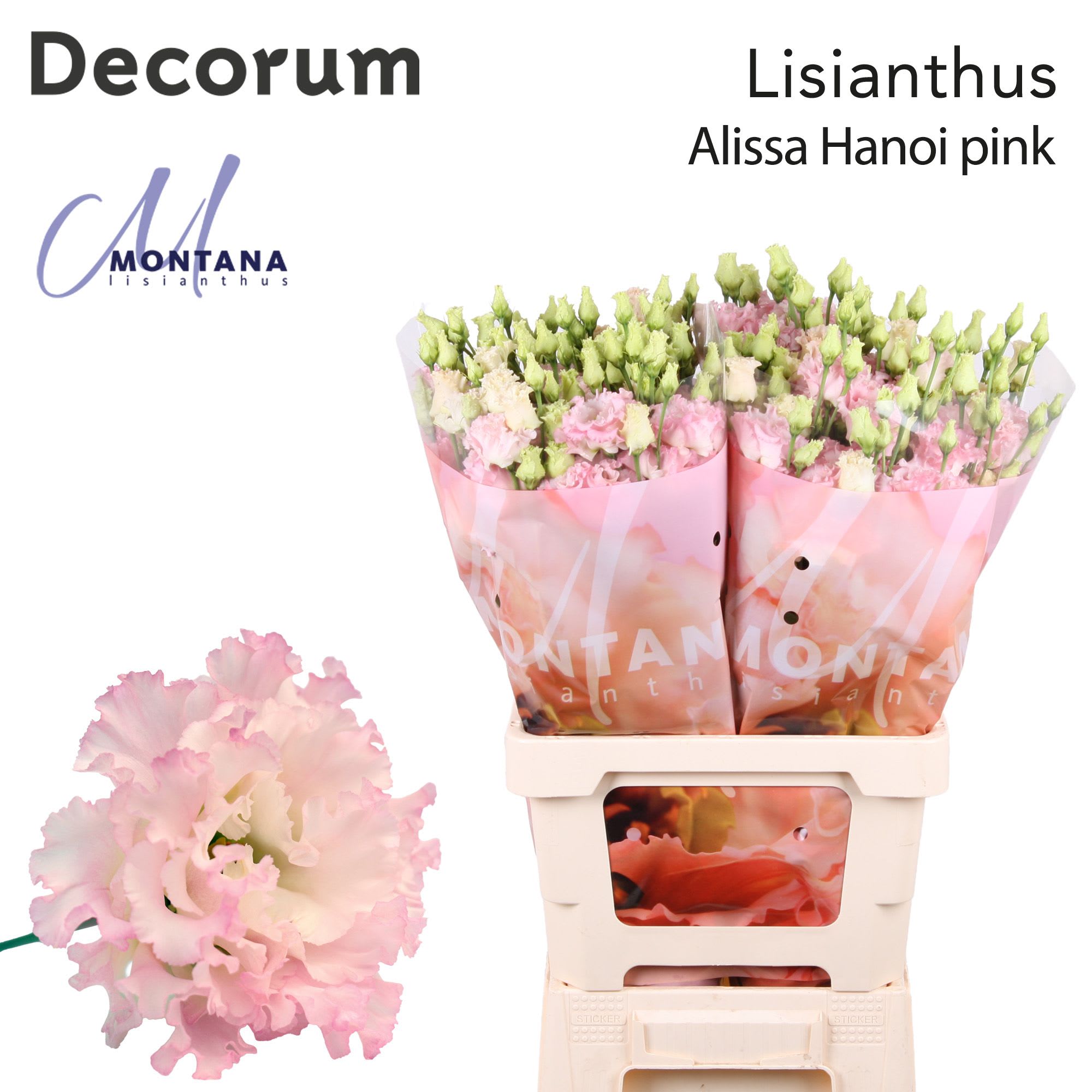 Срезанные цветы оптом Lisianthus do alissa pink от 20шт из Голландии с доставкой по России