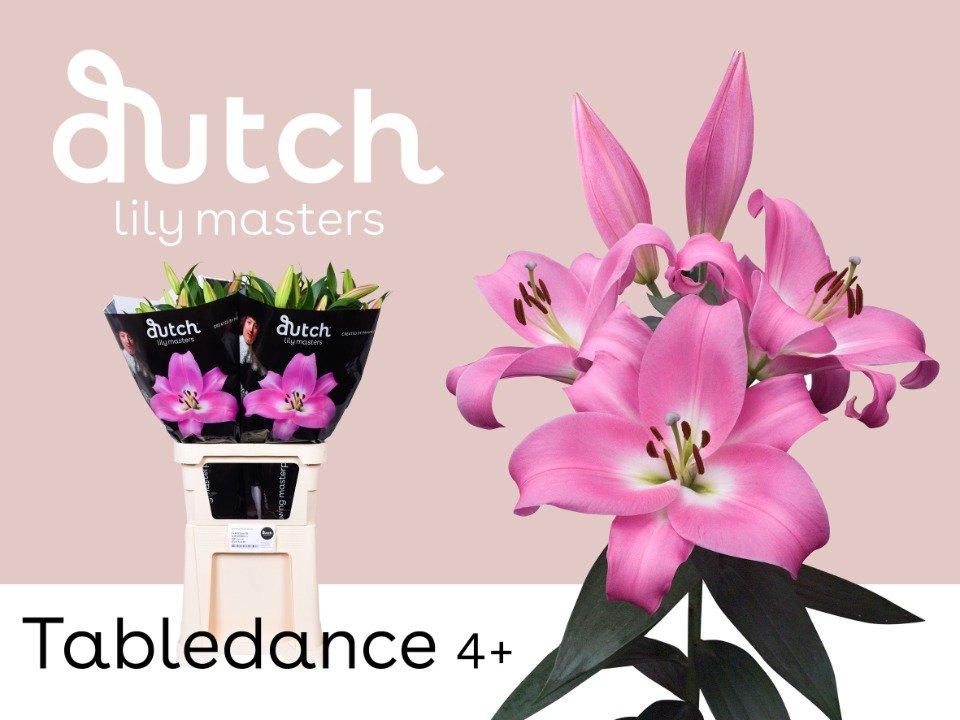 Срезанные цветы оптом Lilium or tabledance от 40шт из Голландии с доставкой по России