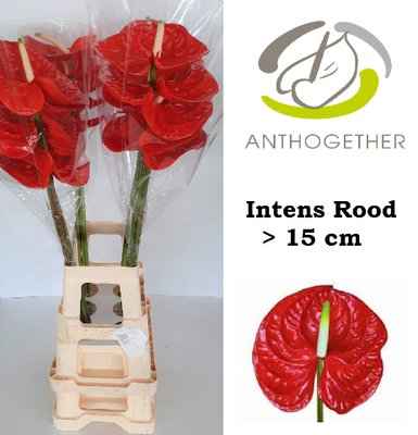 Срезанные цветы оптом Anthurium red от 20шт из Голландии с доставкой по России