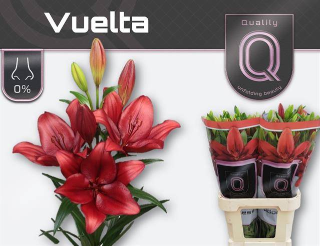 Срезанные цветы оптом Lilium la vuelta от 60шт из Голландии с доставкой по России