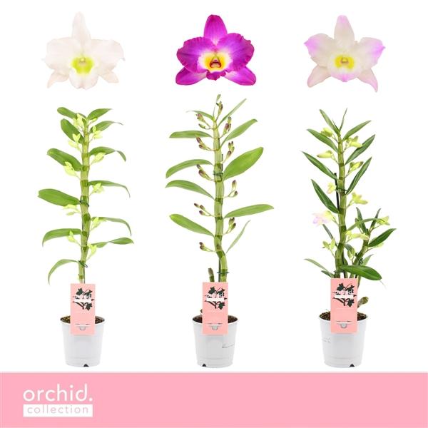 Горшечные цветы и растения оптом Dendr Nob 1st Mix от 10шт из Голландии с доставкой по России