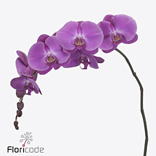 Срезанные цветы оптом Phalaenopsis victorian princess (per flower) от 25шт из Голландии с доставкой по России