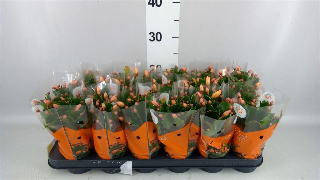 Горшечные цветы и растения оптом Schlumbergera ... от 18шт (для телеги) из Голландии с доставкой по России