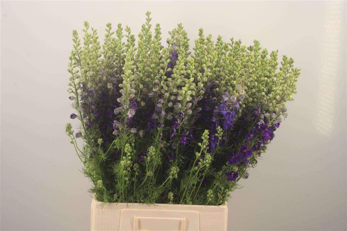 Срезанные цветы оптом Delphinium la qis blue dark (consolida) от 100шт. из Голландии с доставкой по России