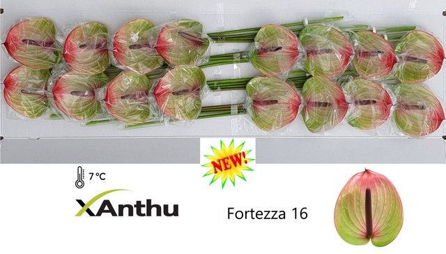 Срезанные цветы оптом Anthurium fortezza 211 от 12шт из Голландии с доставкой по России