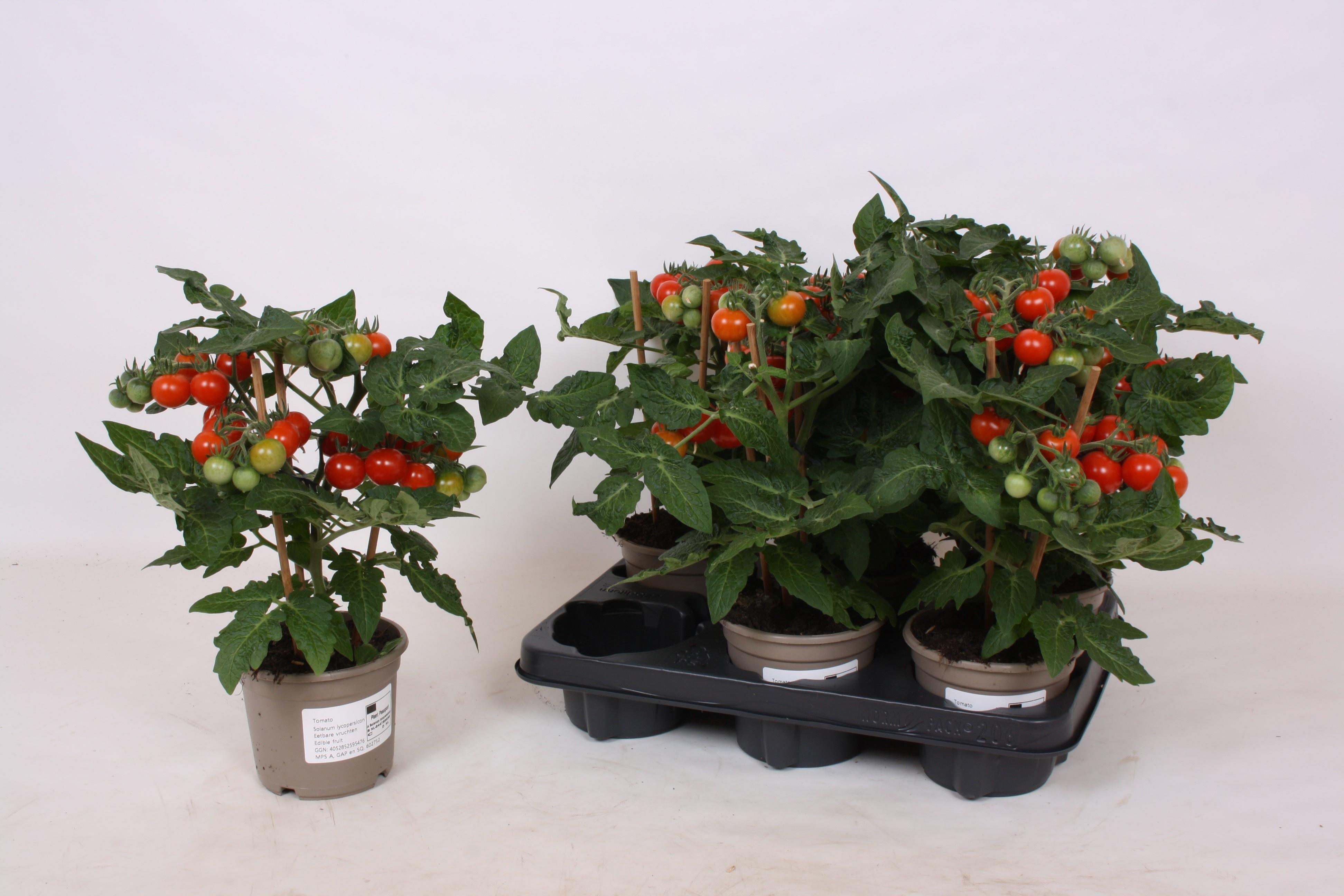 Горшечные цветы и растения оптом Tomatenplanten от 6шт из Голландии с доставкой по России